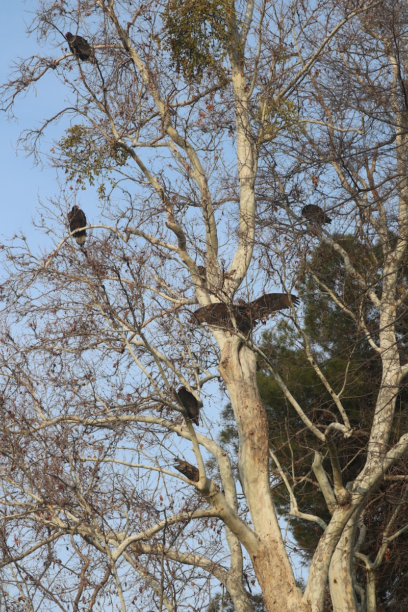 Turkey Vulture - ML308440901