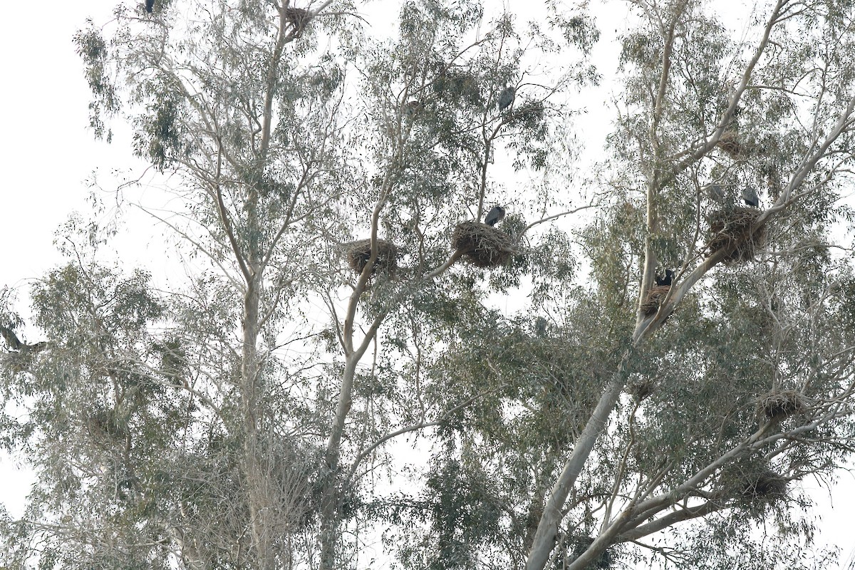 Double-crested Cormorant - Gordon Black