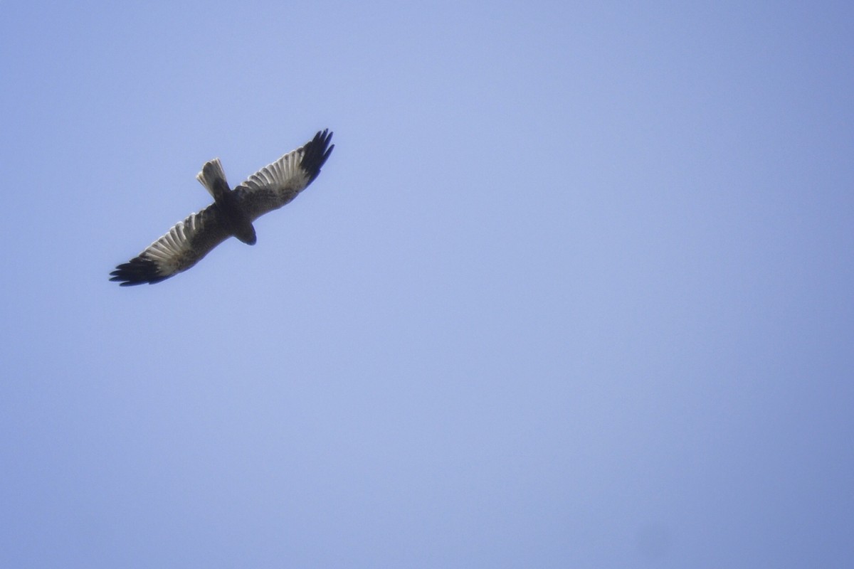 Western Marsh Harrier - ML308442331