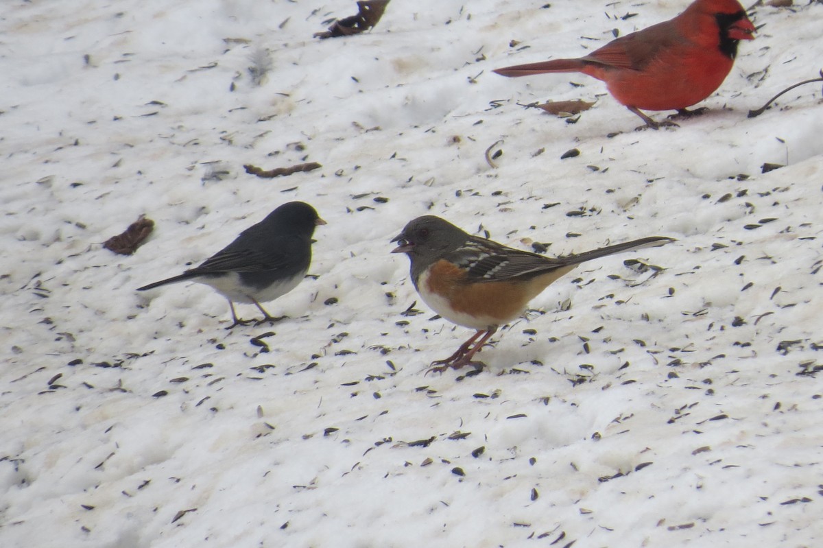 Spotted Towhee - ML308442771