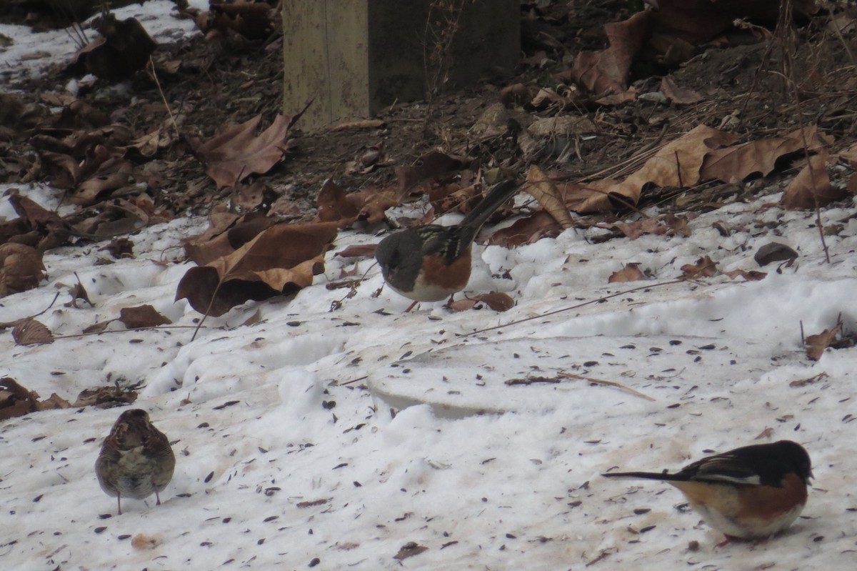 Spotted Towhee - ML308442901