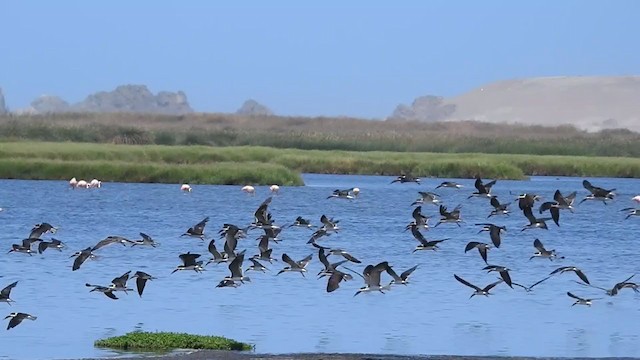 Black Skimmer - ML308443041