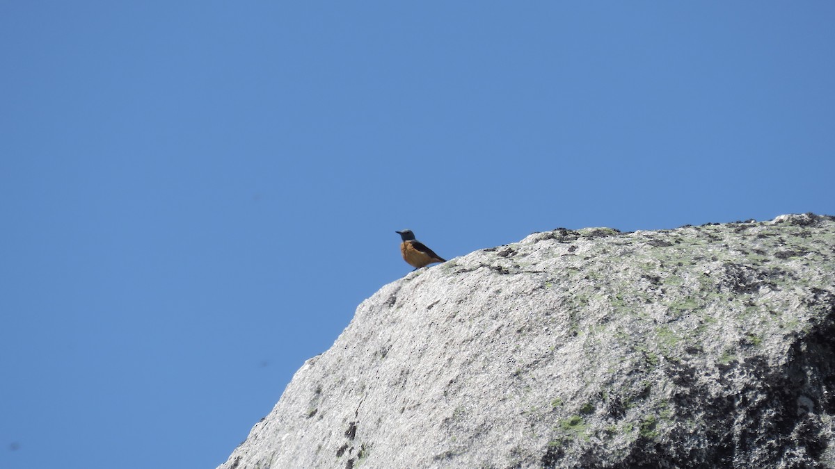 Rufous-tailed Rock-Thrush - ML30844391