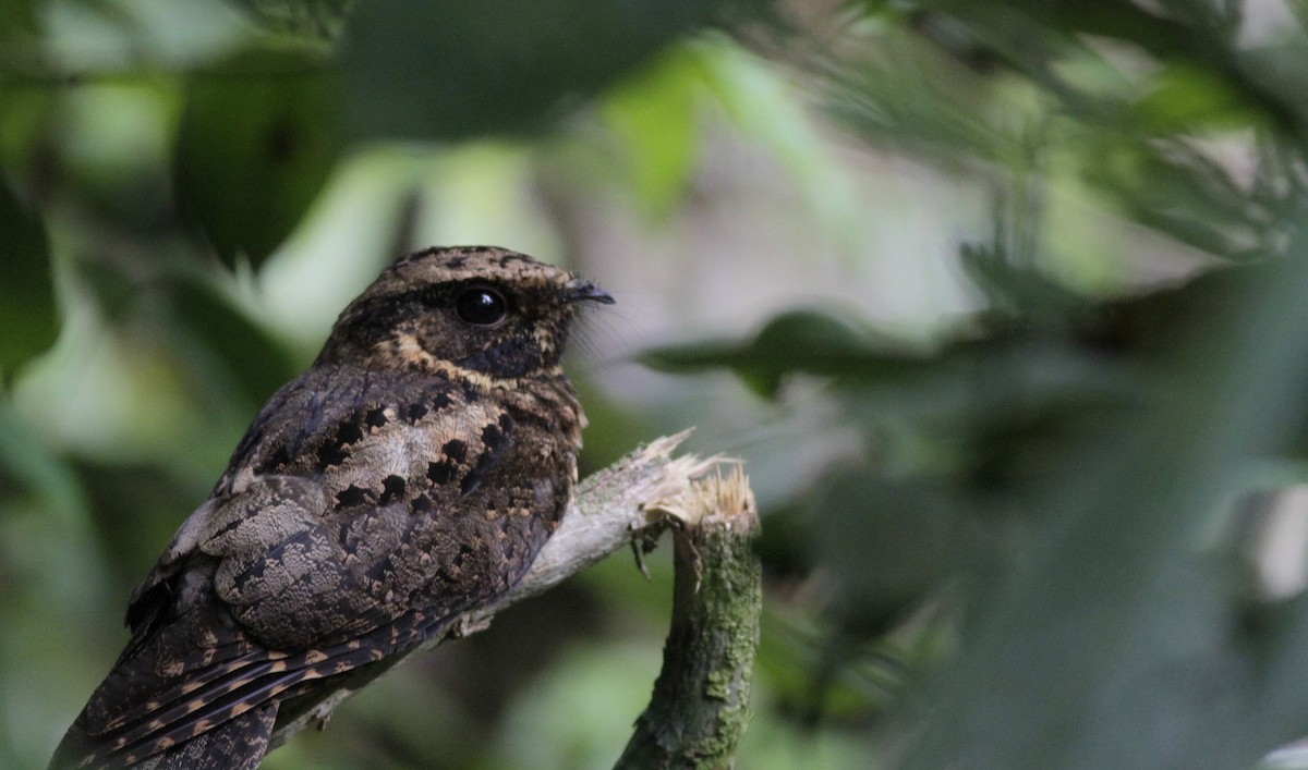 Silky-tailed Nightjar - ML308446481