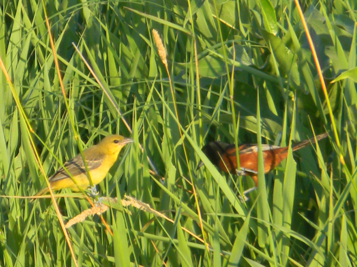 Orchard Oriole - ML308447351