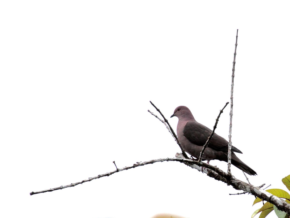 Short-billed Pigeon - Eero Rasi