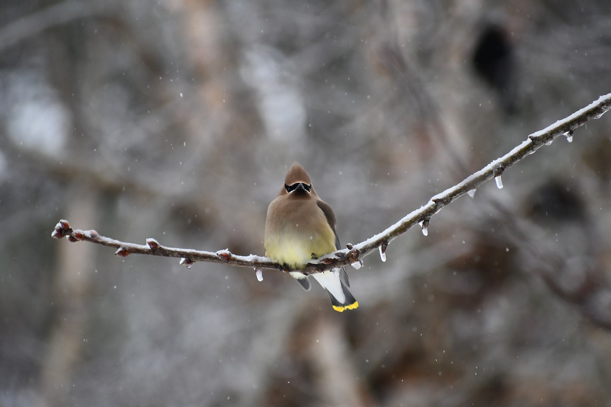 Cedar Waxwing - ML308450001