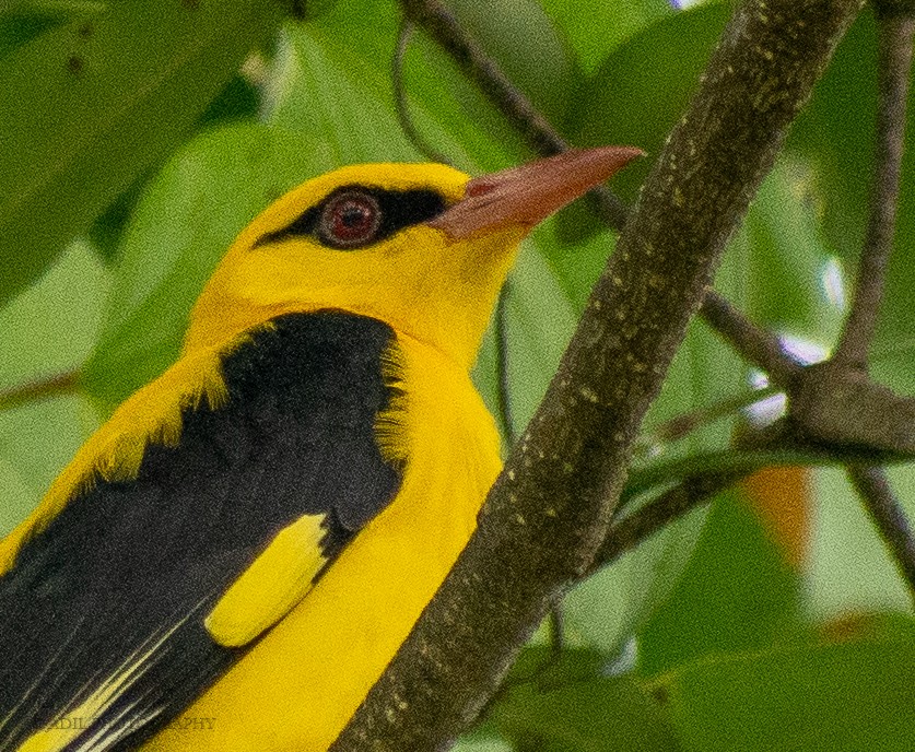 Indian Golden Oriole - ML308450751