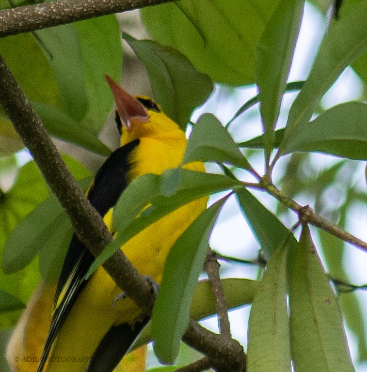 Indian Golden Oriole - ML308450761