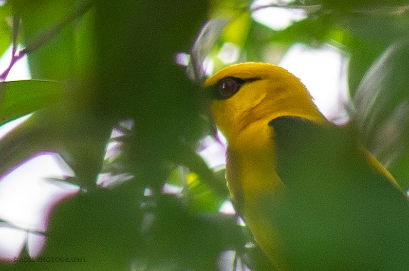 Indian Golden Oriole - ML308450791