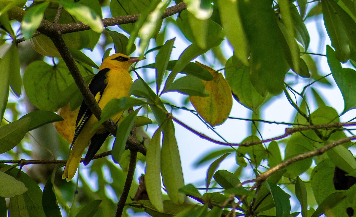 Indian Golden Oriole - ML308450801
