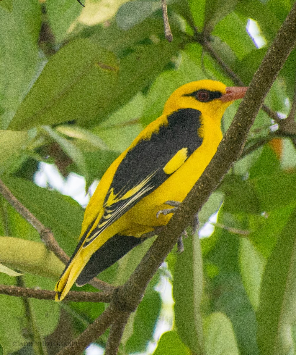 Indian Golden Oriole - ML308450831