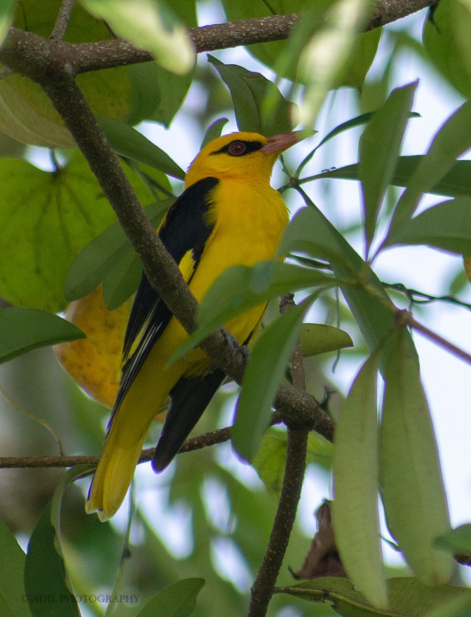 Indian Golden Oriole - ML308450861