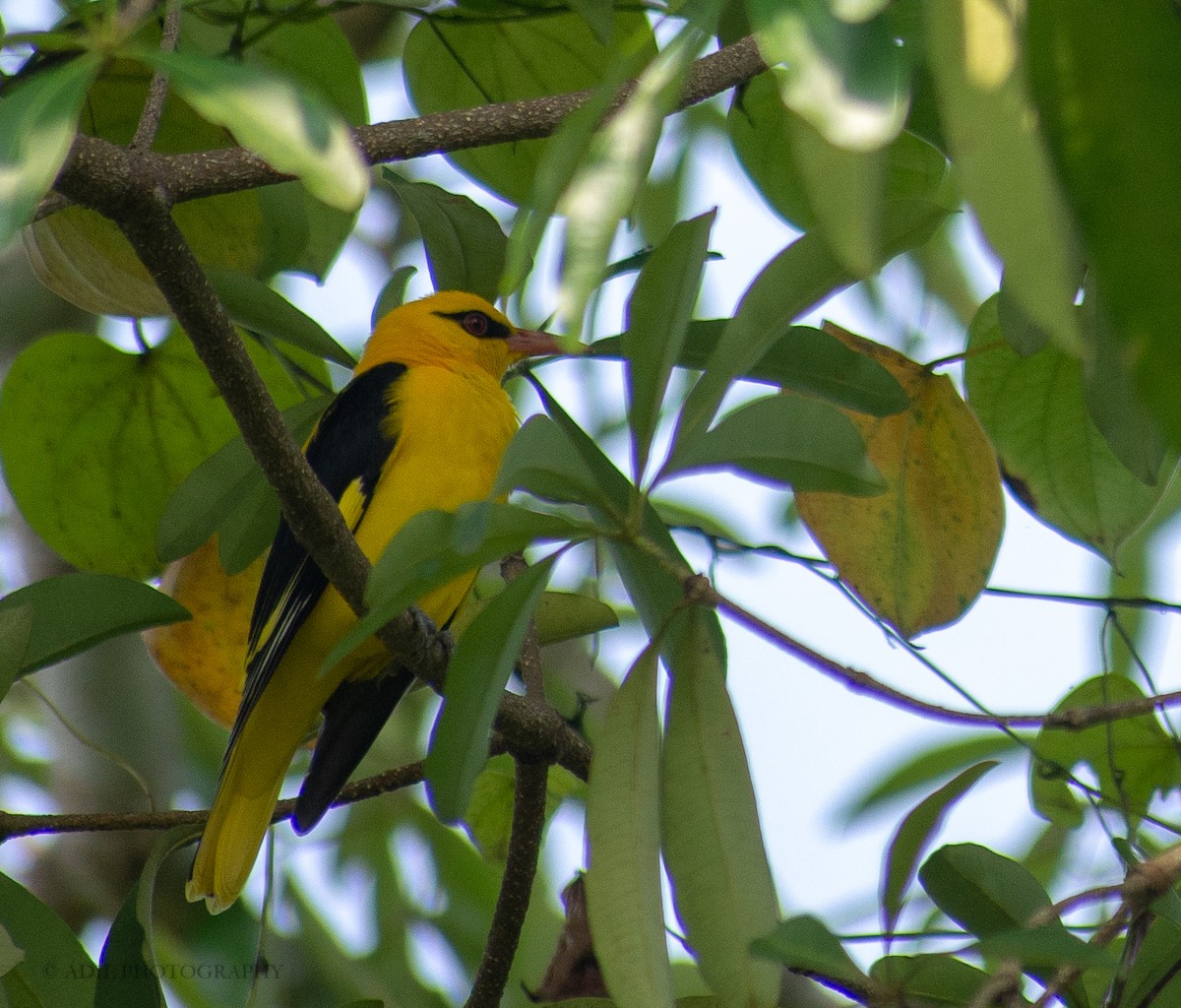 Indian Golden Oriole - ML308450871