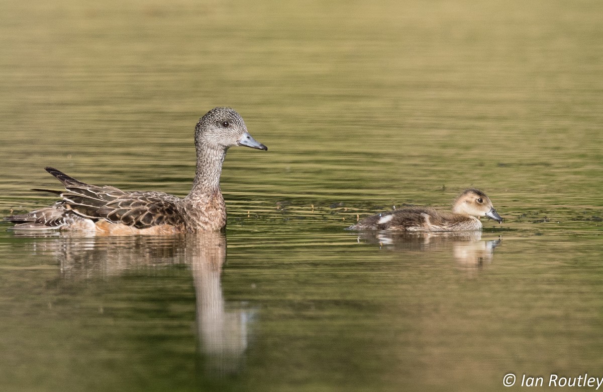 American Wigeon - ML30845391