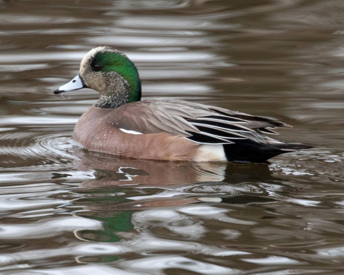 American Wigeon - Daniel Harris