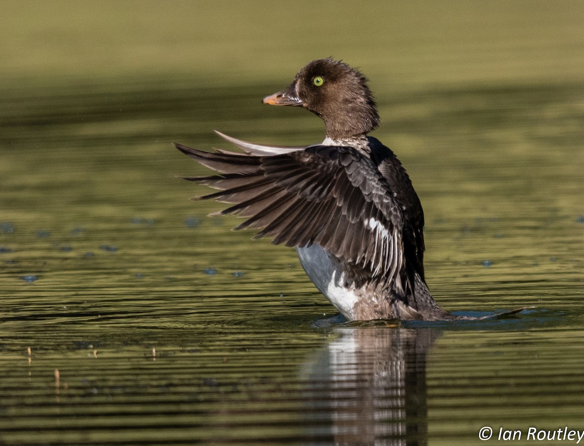 Barrow's Goldeneye - Ian Routley