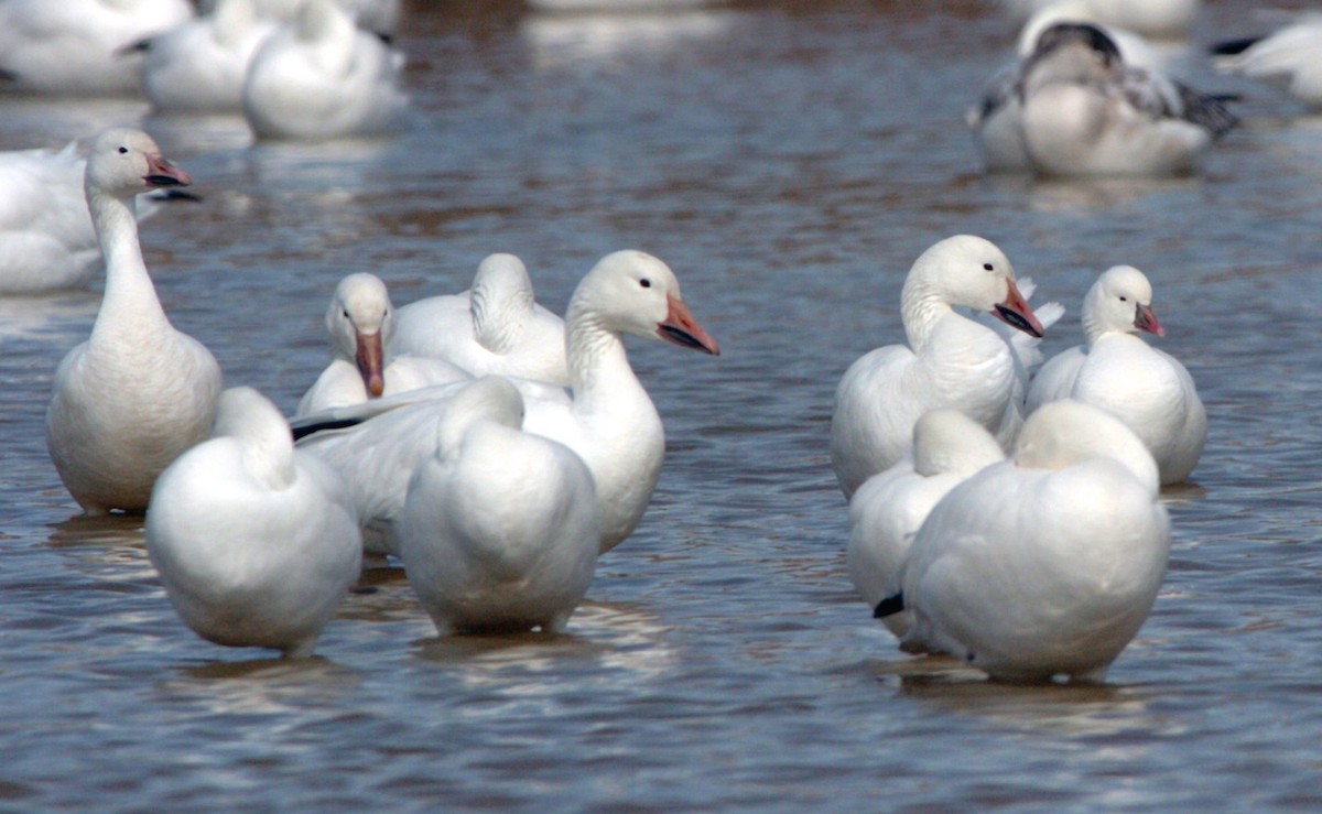 Ross's Goose - ML308455011