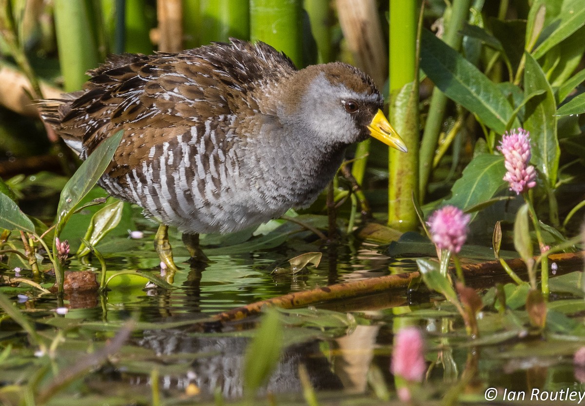 Polluela Sora - ML30845611