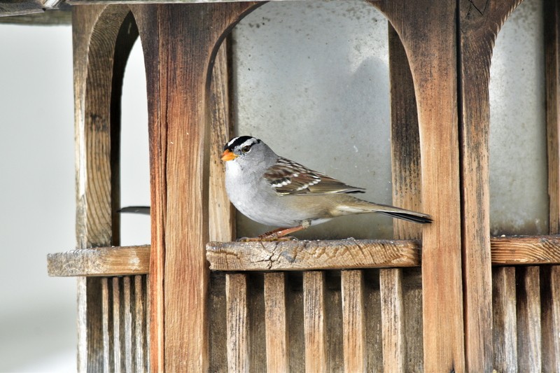 White-crowned Sparrow - Lily Ann Plumb