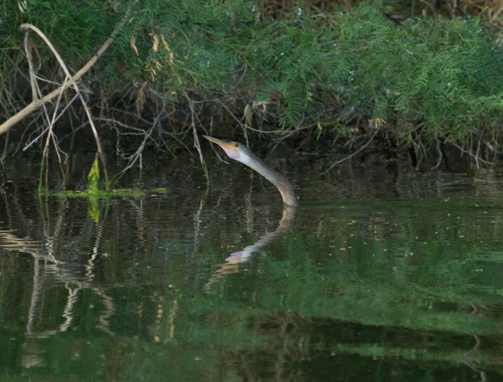 anhinga americká - ML30845721