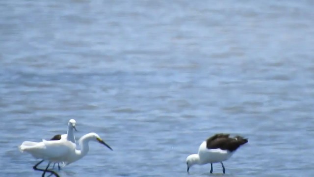 Avoceta Andina - ML308457791