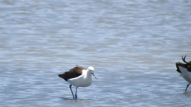 Avocette des Andes - ML308458061