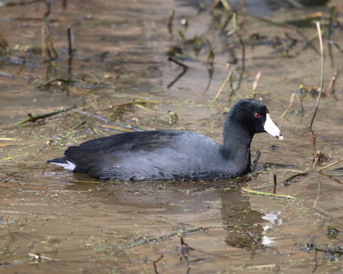 American Coot - ML308458511