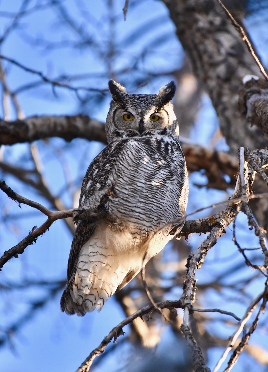 ML308458771 - Great Horned Owl - Macaulay Library