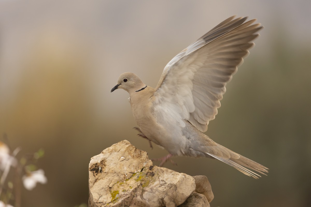 Eurasian Collared-Dove - Miguel Ángel  Berbegal Vázquez