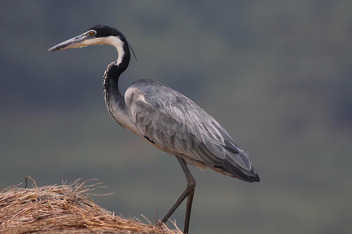 Black-headed Heron - ML308465311