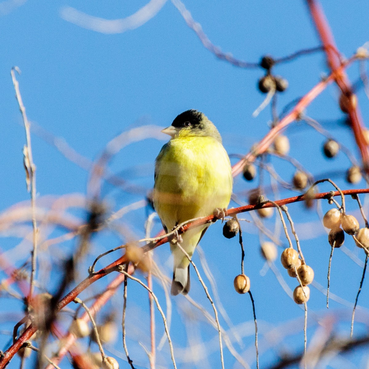 Lesser Goldfinch - Bob Bowhay