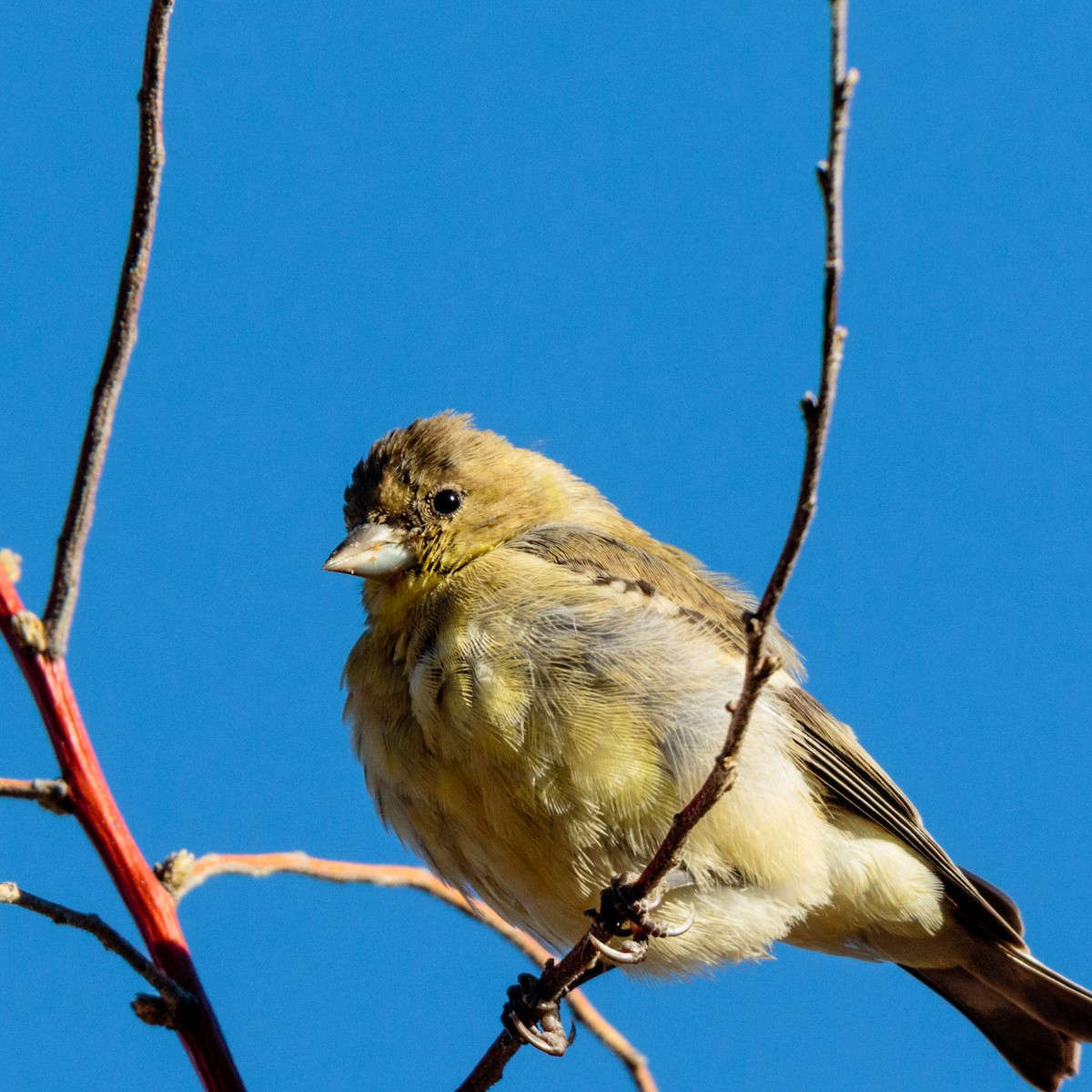Lesser Goldfinch - Bob Bowhay