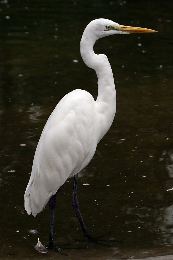 Great Egret - Pavel Parkhaev