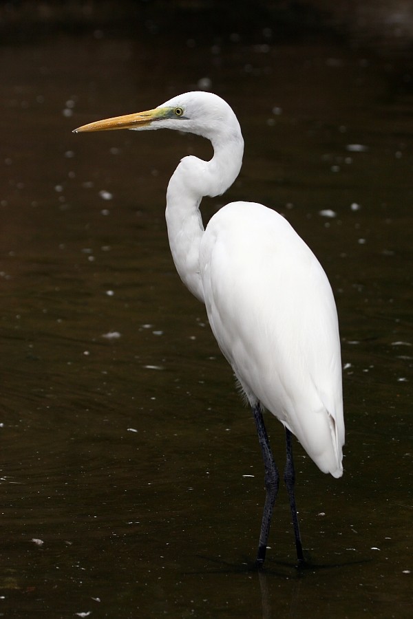 Great Egret - Pavel Parkhaev