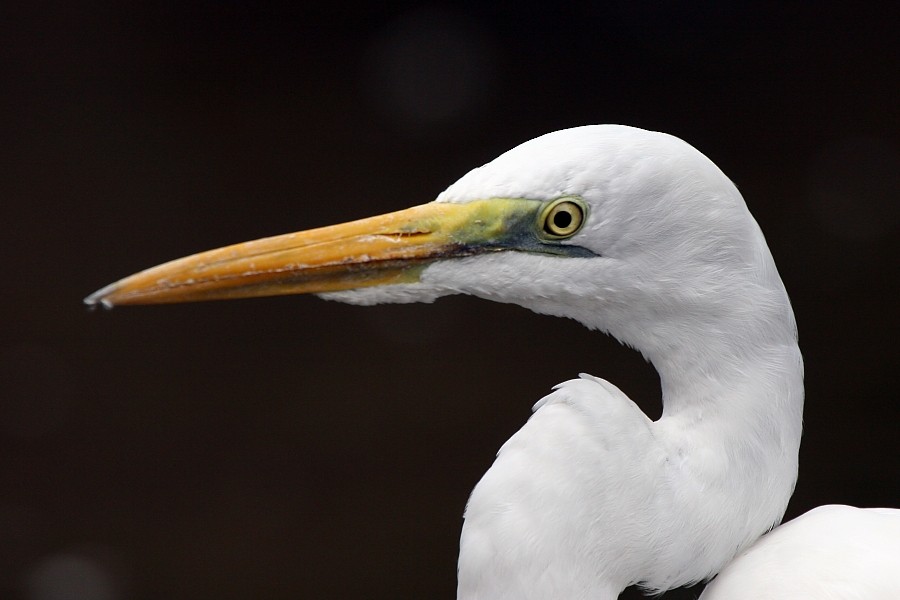 Great Egret - Pavel Parkhaev