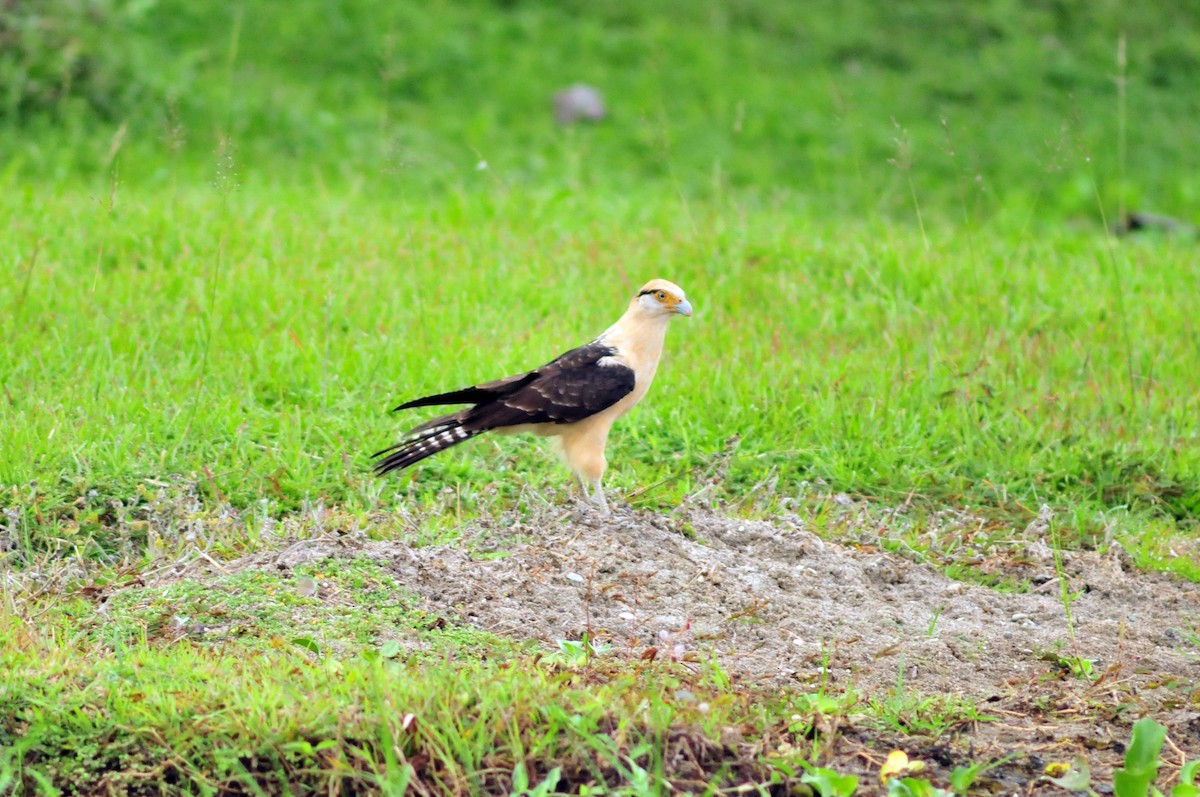 Yellow-headed Caracara - ML308467441