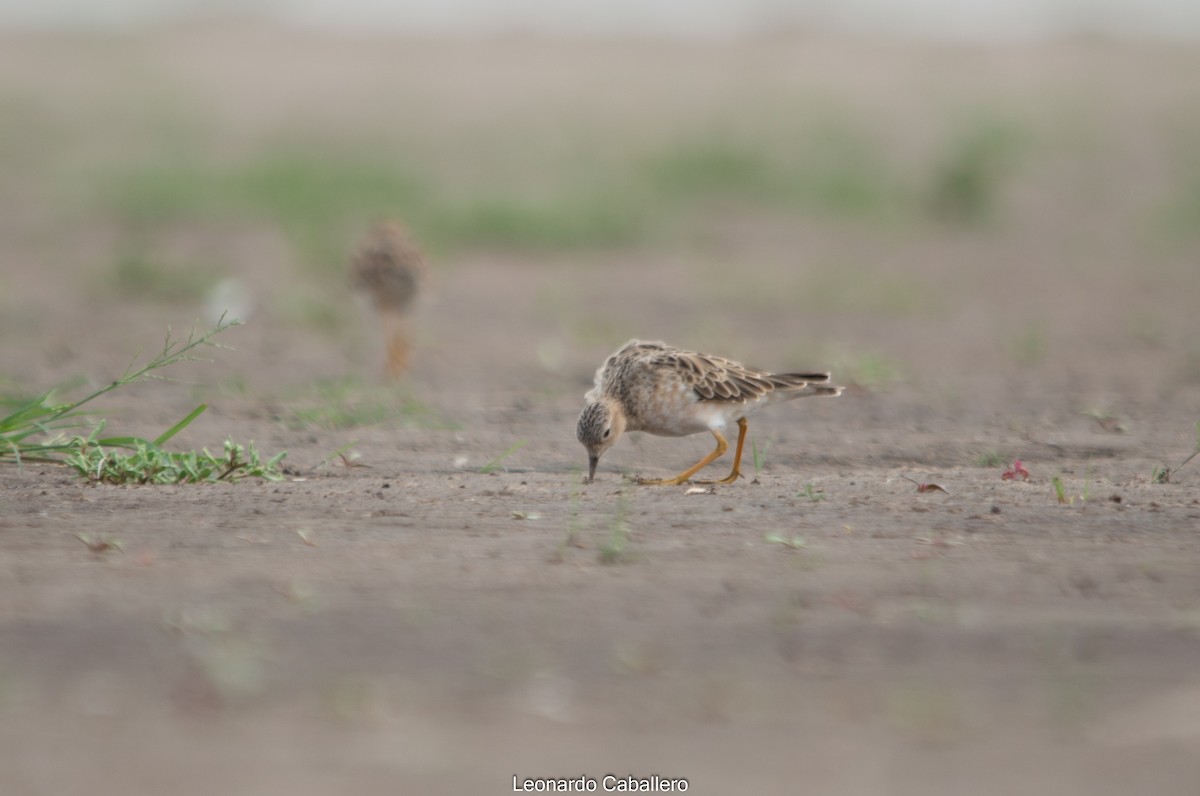 Buff-breasted Sandpiper - ML308467621