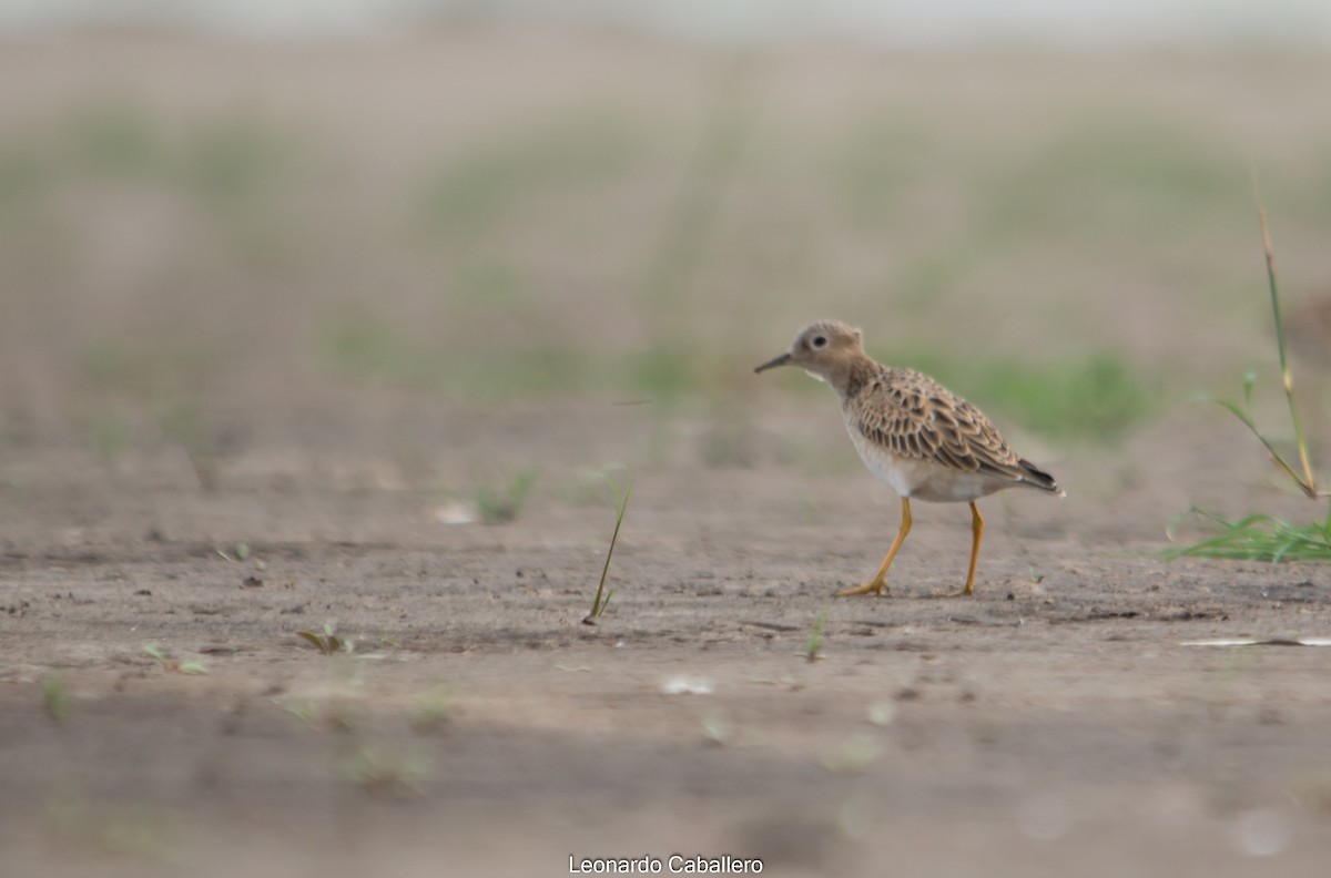 Buff-breasted Sandpiper - ML308467661