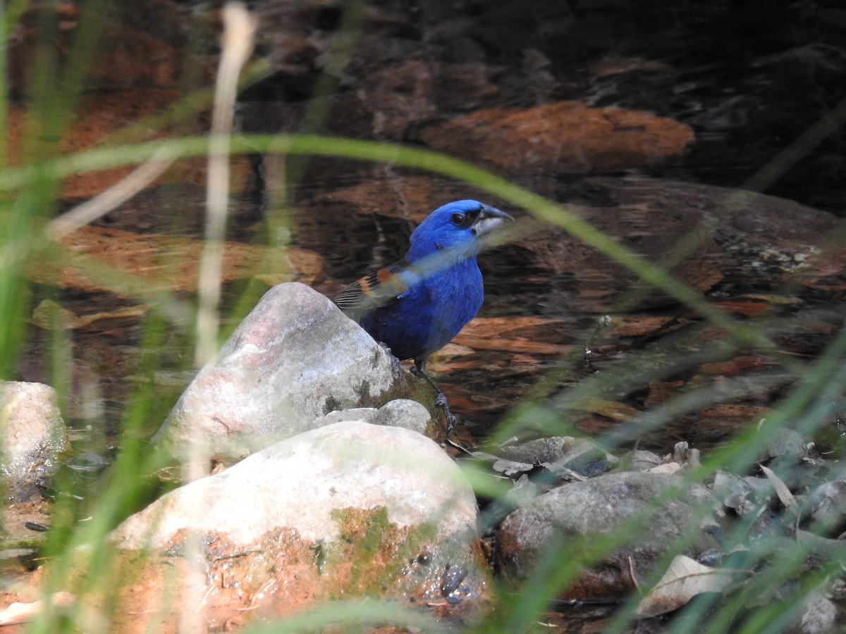 Blue Grosbeak - ML30846841