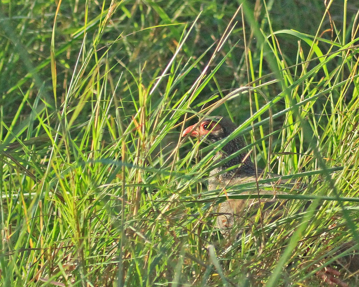Red-necked Spurfowl - ML308469221