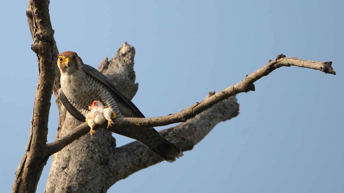 Red-necked Falcon - ML308472571