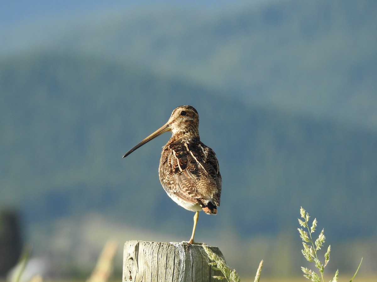 Wilson's Snipe - ML30847331