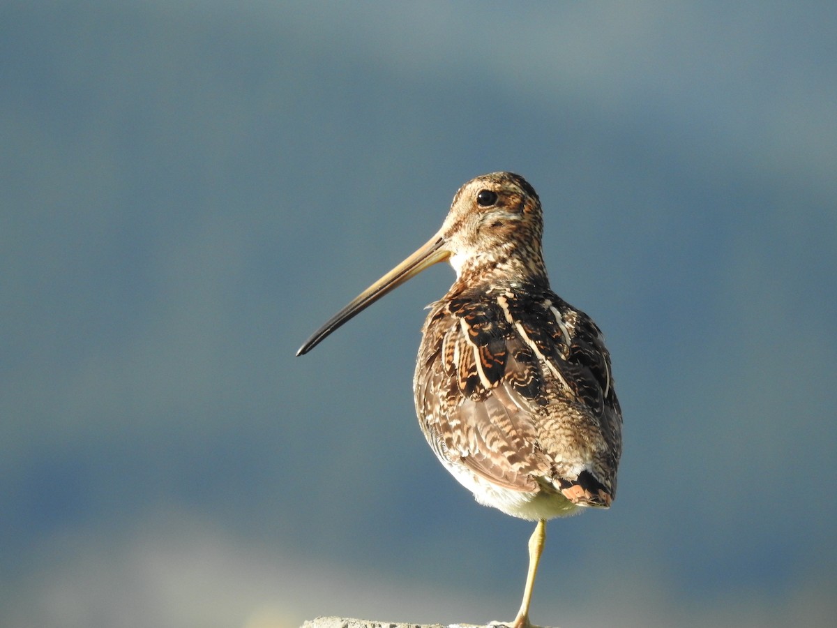 Wilson's Snipe - Paul Grabe