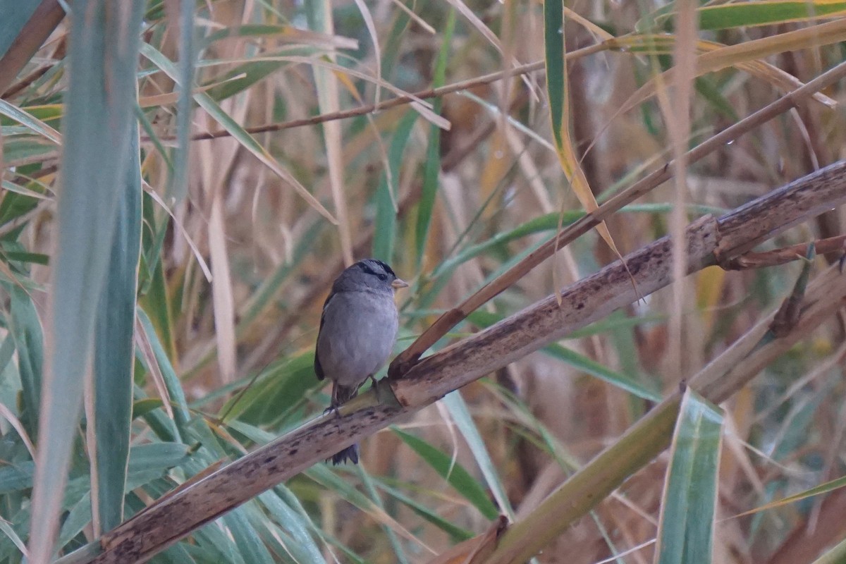 White-crowned Sparrow - ML308473651