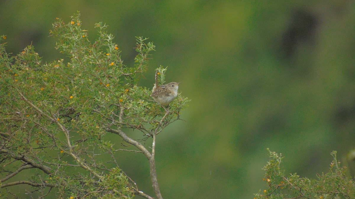 Grass Wren (Tucuman) - ML308474421