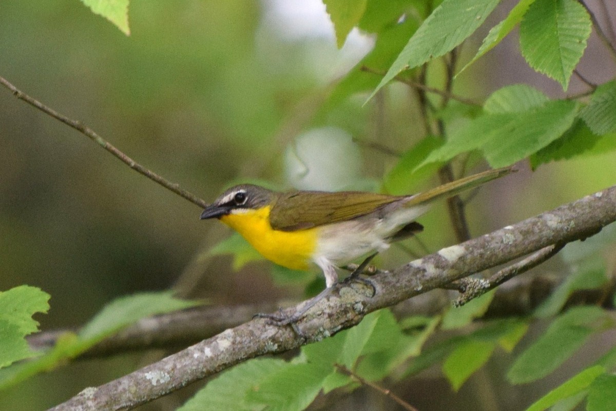 Yellow-breasted Chat - ML30847591
