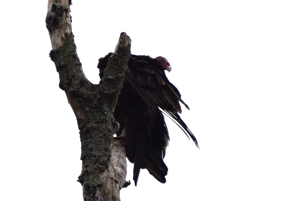 Turkey Vulture - ML30847641