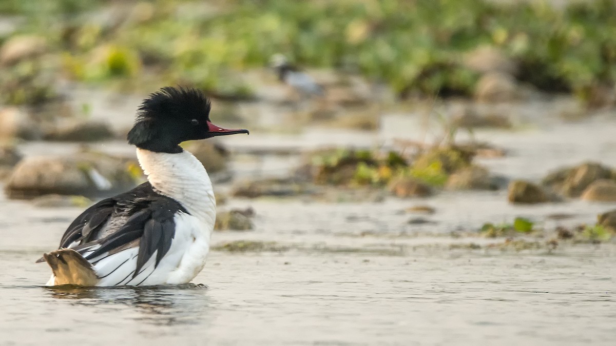 Common Merganser - ML308477271