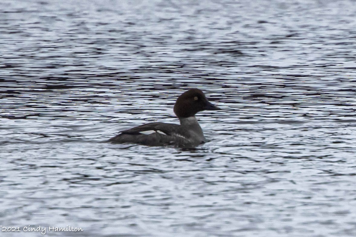 Common Goldeneye - ML308477561